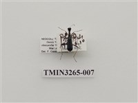 藏品(綠長頸虎甲蟲)的圖片